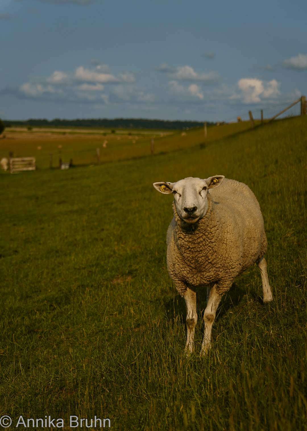 Schaf auf dem Deich!